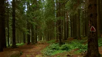 Marius se plimba prin pădure, în Poiana Brașov, și a văzut ceva incredibil: ”Prietenii mei nu m-au crezut nicio secundă...”