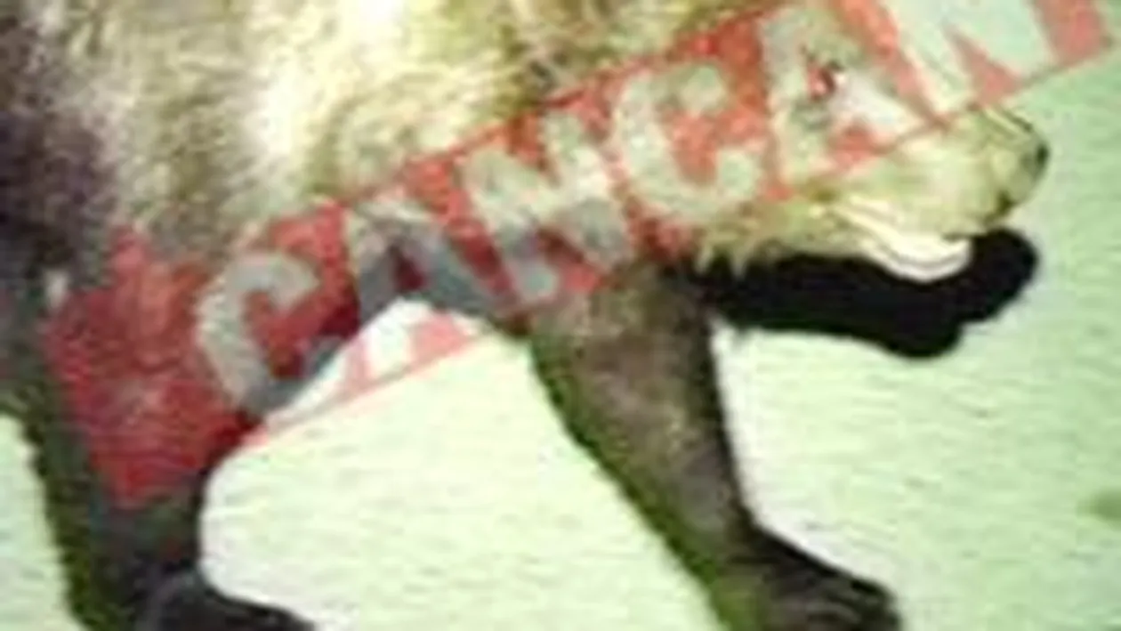 Un urs a facut o vizita la un spital din Brasov