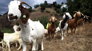Biblioteca Prezidențială Ronald Reagan, salvată de 500 de capre: ”Le-au făcut treaba mai ușoară!”