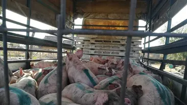 Pesta porcină se extinde în în 23 judeţe! Oamenii sunt în alertă