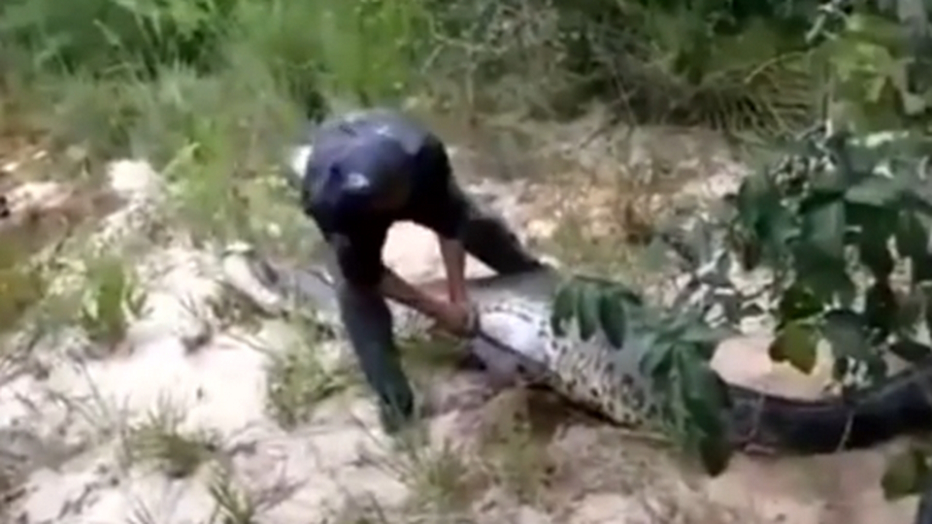 Au ramas uimiti cand au vazut ce a inghit acest sarpe! Nu o sa iti vina sa crezi ce au scos din burta giganticei reptile!