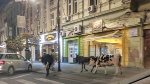 Pare începutul unui banc, dar e cât se poate de real! Două vaci, un bou și un măgar au ieșit la plimbare prin centrul Aradului