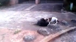 VIDEO SOCANT Uite cum musca dintr-un maidanez! Un pitbul a fost impuscat dupa ce a atacat mai multi oameni!