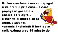 BANCUL ZILEI | Un bucureștean avea un papagal. Îi dă drumul prin casă și găsește o pastilă de Viagra
