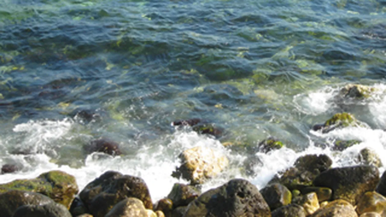 Marea Neagra risca sa devina moarta! Poluarea a ucis majoritatea speciilor de pesti