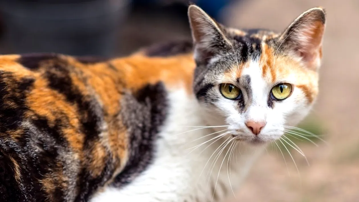 De ce clipește pisica insistent la stăpân. Ce vrea să transmită, de fapt