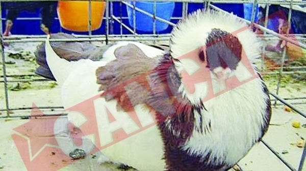 Porumbei voiajori de 2.000 euro