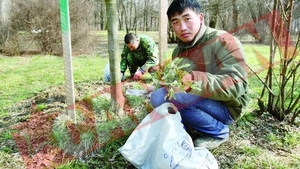 Lihniti, chinezii mananca buruieni din parc