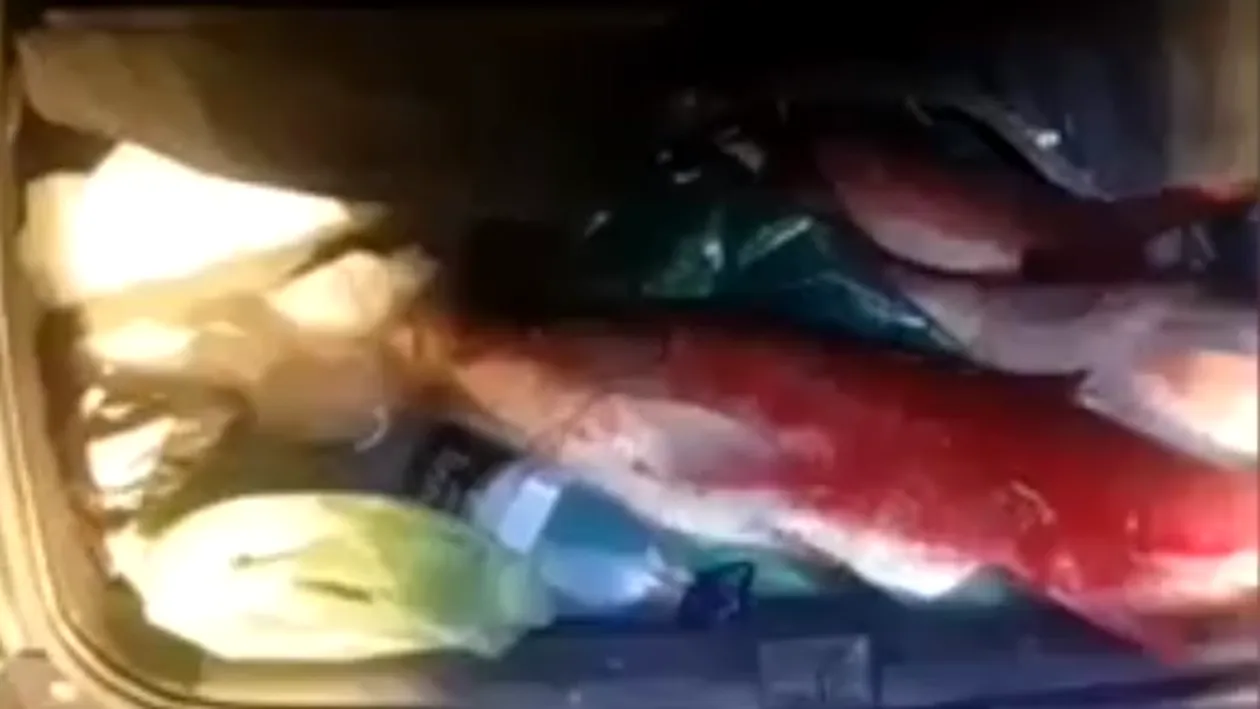 (VIDEO) Braconieri prinși în Argeș cu zeci de kilograme de pește în mașină