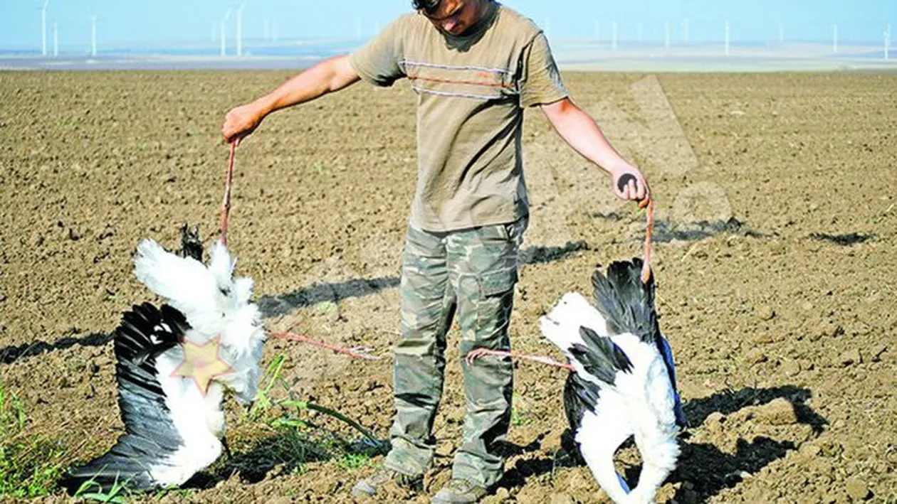 Descoperire macabra in Dobrogea! Pasari moarte in parcuri eoliene