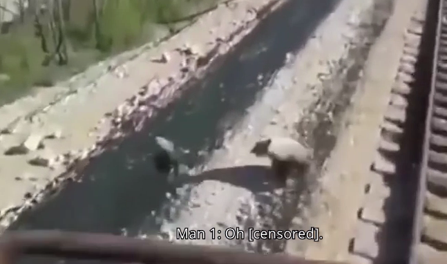 O ursoaică a murit călcată de tren în timp ce încerca să-și salveze puii