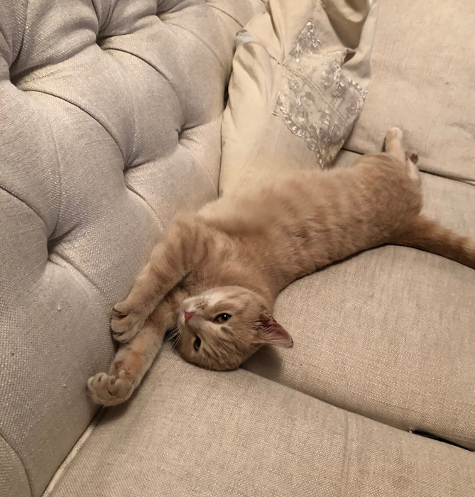 Mitzi, relaxare felină