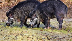 Focar de pestă porcină în România! Ce măsuri s-au luat