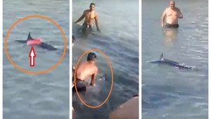Scene revoltătoare pe o plajă cunoscută din Grecia. Mai mulți turişti au fost filmaţi în timp ce omorau un peşte-spadă cu pietre