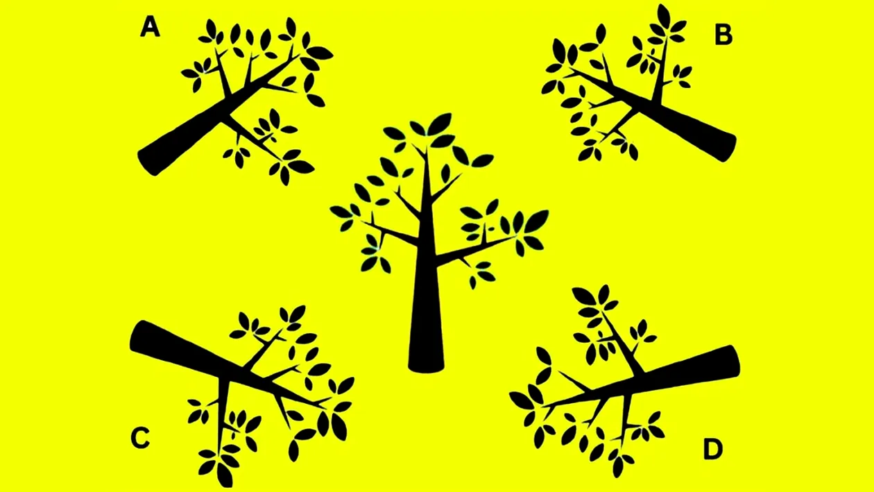 Test de inteligență | Care este umbra corectă a copacului din imagine?
