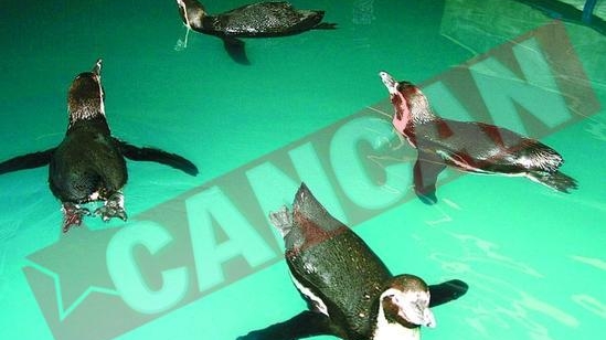 Pinguinii de Patagonia au ajuns la Constanta