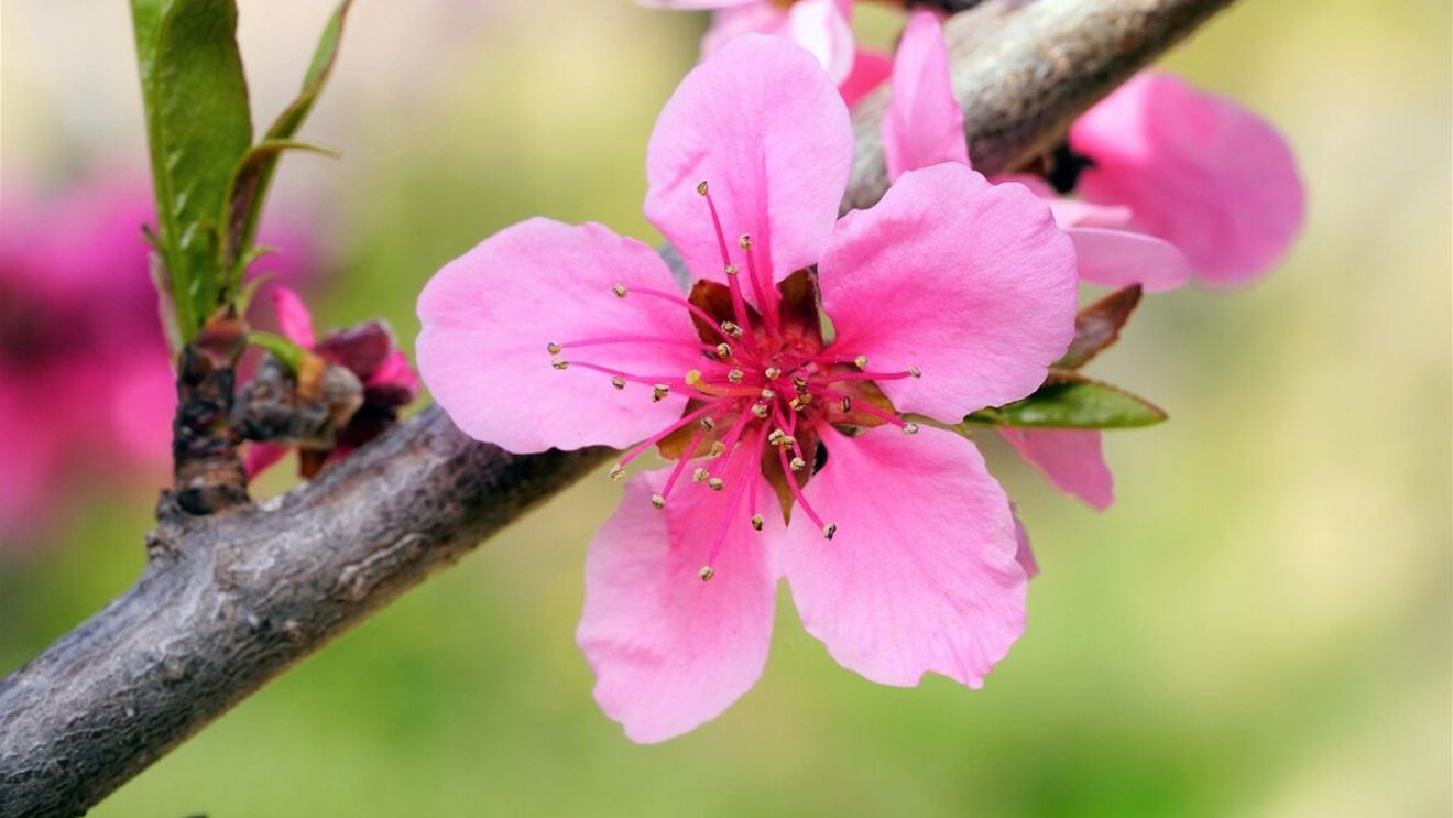 Când e momentul corect să tai pomii din grădină. Greșeala care poate distruge producția de fructe