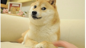 Kabosu, câinele din celebra memă „Doge” și simbolul criptomonedei Dogecoin a murit. Anunțul a fost făcut de stăpâna patrupedului