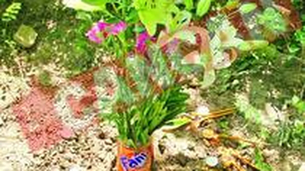 Ralph ar fi implinit 19 ani