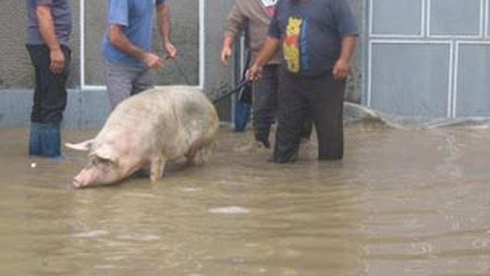 Ploile torentiale dau batai de cap locuitorilor din Mehedinti! Au solicitat ajutorul autoritatilor pentru a isi salva animalele