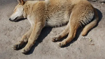 O femeie a crezut că salvează un câine, dar a trăit un adevărat coșmar când a ajuns acasă. Ce creatură luase, de fapt, de pe marginea drumului. „Este puțin agitat”