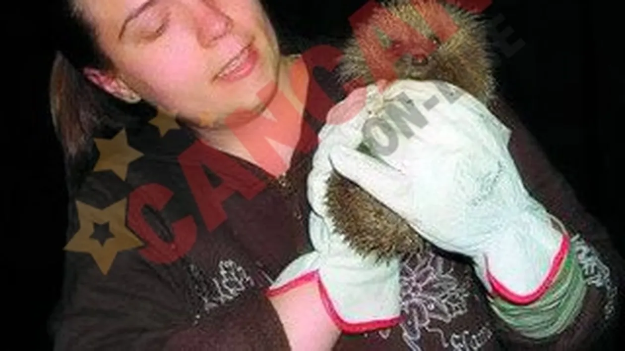 Vinde arici ca animale de companie