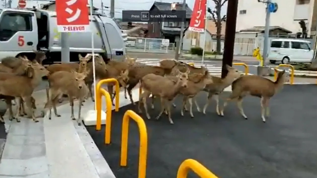 Consecințele autoizolării. Invazie de animale sălbatice pe străzile goale din marile orașe