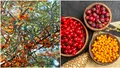 Afacerea cu care orice român poate da lovitura. Fructul pe care se bat străinii e la mare căutare și în România, se vinde ca pâinea caldă