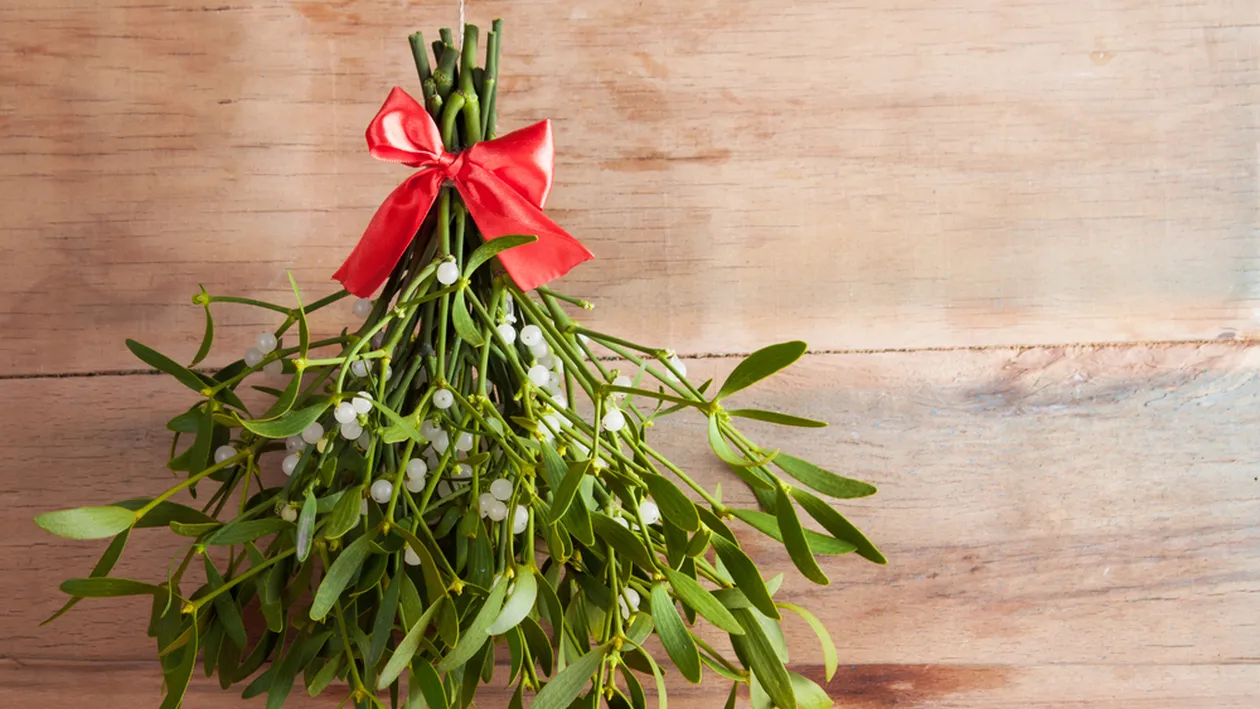 Vâscul de Crăciun. Cat timp se ține în casă și ce să faci cu el după sărbători