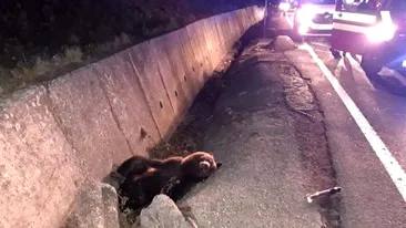 Scene cumplite în apropiere de Târgu Mureş, după ce un urs a fost lovit puternic de o mașină