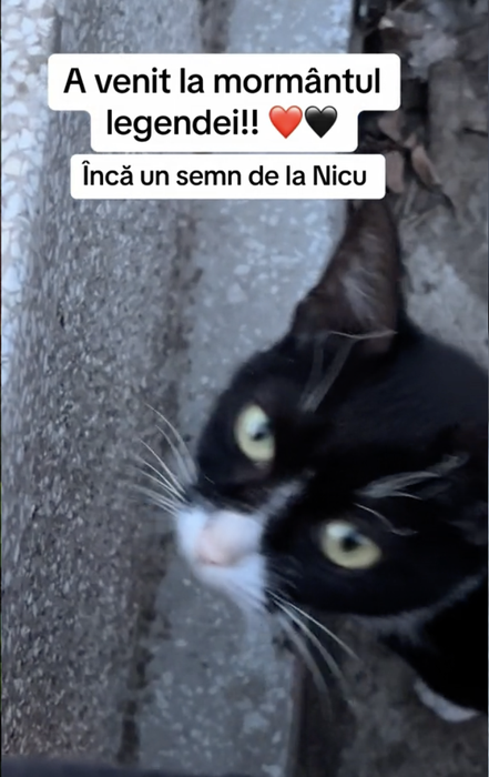 Cum arată mormântul lui Nicu Covaci, la 2 luni de la moartea sa. Ce a apărut lângă cruce: „Tu, dar cum ai venit…”