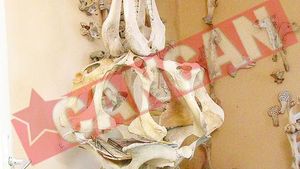 Face mobila din oasele animalelor