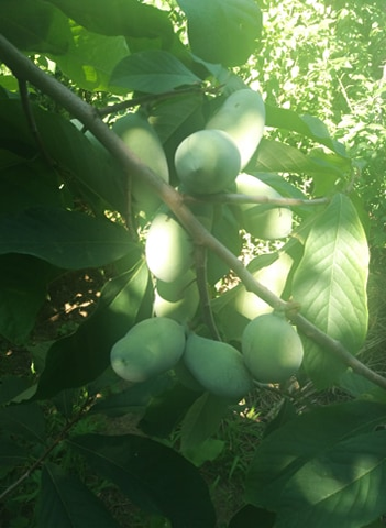 O olteancă și soțul ei neamț cultivă arbori exotici într-o comună vestită pentru legumele tradiționale