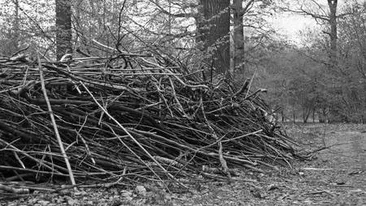A gasit o gramada de lemne si frunze care MISCA! Descoperirea socanta a unui barbat: E un miracol!