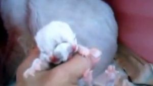 S-au INGROZIT cand au vazut ce le-a nascut pisica! "Creatura asta e de pe alta lume"!