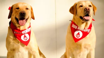 Multe cereri si putini donatori! Prima banca de sange pentru caini si pisici din Bucuresti primeste 30 de solicitari pe luna