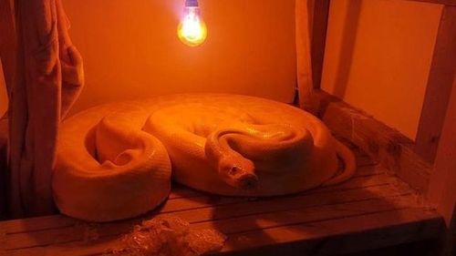 A vrut doar să facă curăţenie în pod, dar s-a ales cu un animal de companie înfricoşător! 