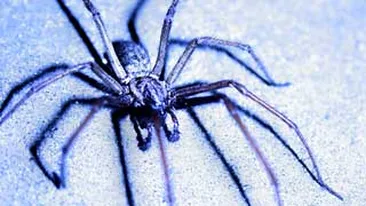 A explodat  in timp ce voia sa prinda un paianjen