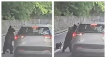 Turist rănit de urs pe Transfăgărășan. Autoritățile au emis Ro‑Alert
