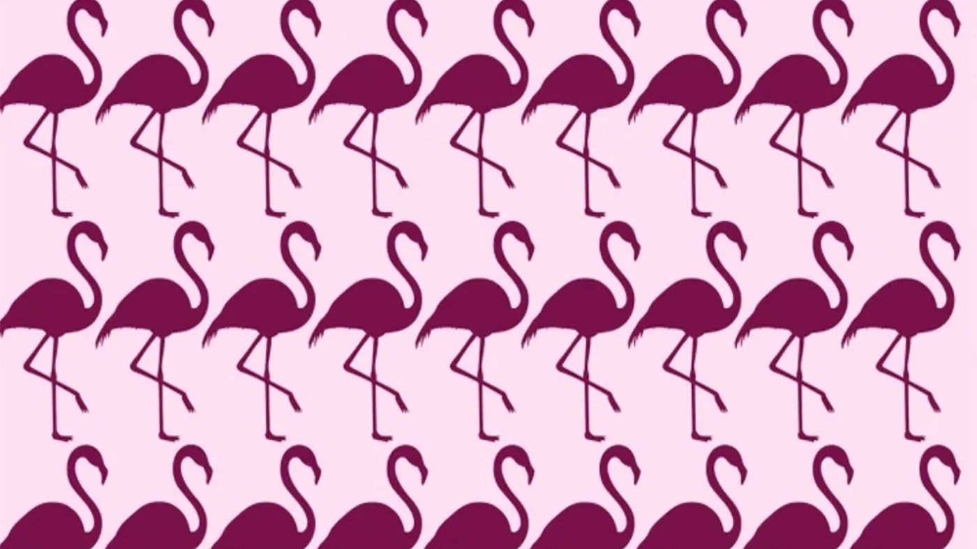 TEST IQ | Găsiți care pasăre flamingo este diferită de toate celelalte