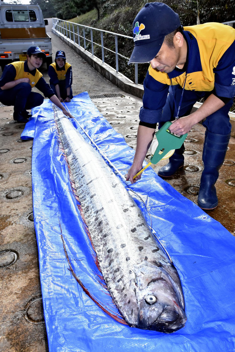 Peștele apocalipsei,  de 4,42 metri lungime, găsit într-o plasă fixă în largul orașului Toyooka, fotografiat la Kinosaki Marine World din orașul Toyooka, prefectura Hyogo, pe 24 ianuarie 2019. Foto: Profimedia