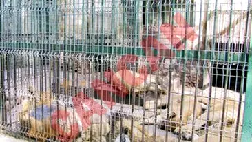 Se muta joi in casa noua