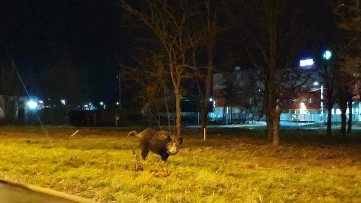 Oamenii au rămas șocați! Au dat nas în nas cu un porc mistreț, într-un hipermarket din Bacău