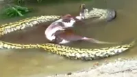 VIDEO / Momente uluitoare! Un câine este prins de un anaconda uriaș, băgat la fundul apei, dar este salvat de niște oameni