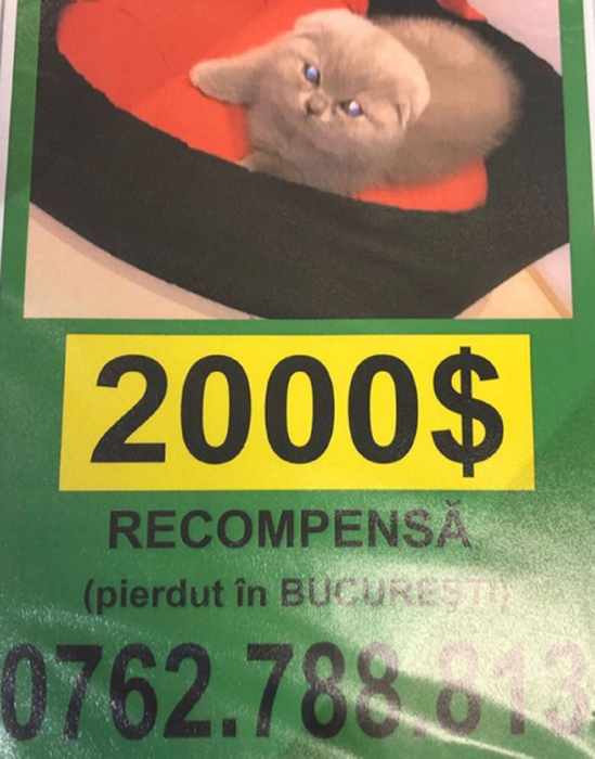 Fulgy este disperat! Oferă recompensă de 2.000 de dolari! Ce a pierdut fiul Vioricăi şi al lui Ioniţă de la Clejani