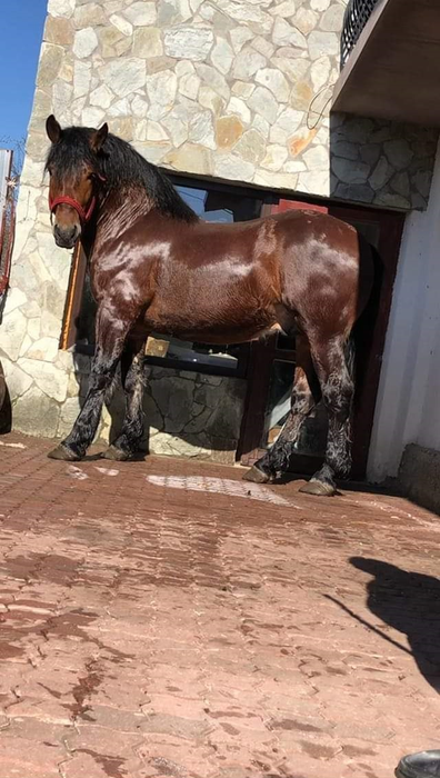"Șoimul" are trei ani și este din rasa Semigreu românesc