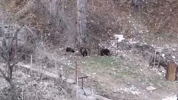 VIDEO. Scene de infarct în Bușteni. Copii filmați în timp ce se jucau lângă trei urși, în fața blocului