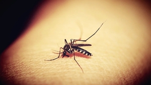 Alertă în Capitală! Ţânţari purtători de virus West Nile, depistaţi în Bucureşti