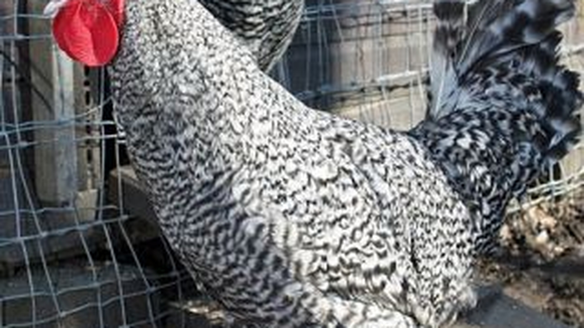 Trei gaini si un cocos au dat gata o vulpe