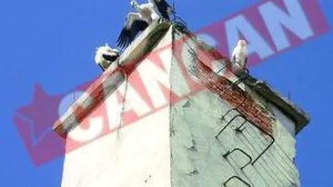 Berzele au invadat Vasluiul